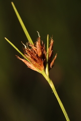 Rhynchospora harperi