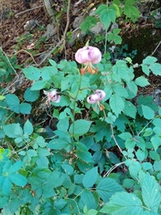 Lilium martagon martagon