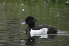 Aythya fuligula