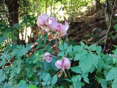 Lilium martagon martagon