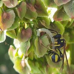 Eumenes mediterraneus