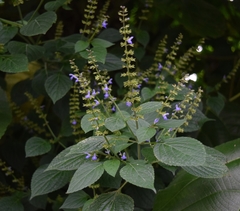 Salvia xalapensis