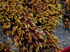 Schistidium papillosum