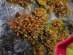 Schistidium papillosum