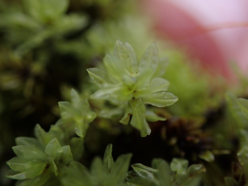 Image of Encalypta procera by no rights reserved