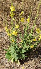 Verbascum berytheum