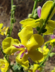 Verbascum berytheum