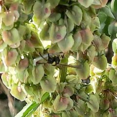 Eumenes mediterraneus