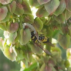 Eumenes mediterraneus