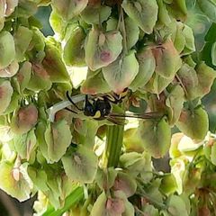 Eumenes mediterraneus