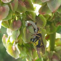 Eumenes mediterraneus
