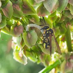 Eumenes mediterraneus