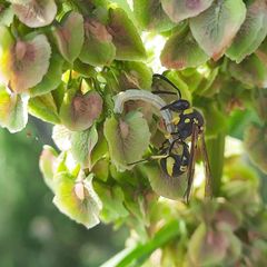 Eumenes mediterraneus