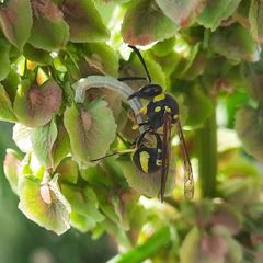 Eumenes mediterraneus
