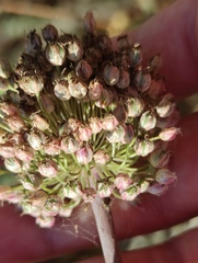 Allium ampeloprasum