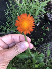 Pilosella aurantiaca