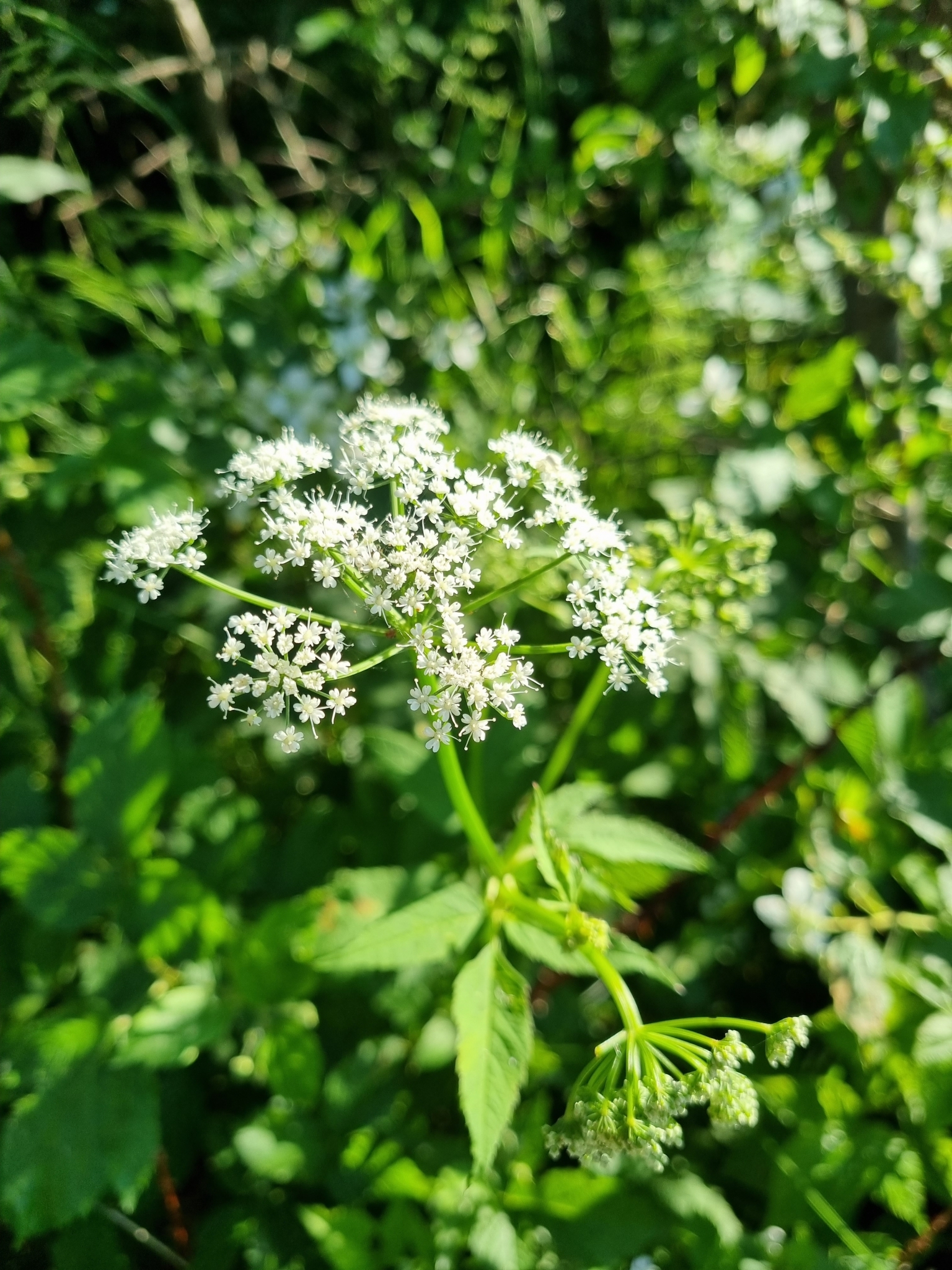 Aegopodium podagraria — photo 2