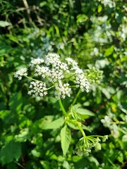 Aegopodium podagraria — photo 2