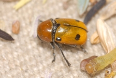 Cryptocephalus bimaculatus