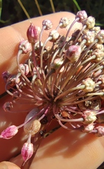 Allium ampeloprasum