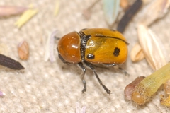 Cryptocephalus bimaculatus