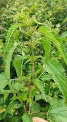 Urtica sondenii