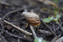 Bothriembryon kingii