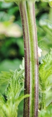 Urtica sondenii