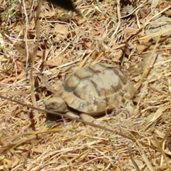 Testudo graeca