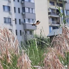 Sceliphron caementarium