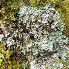 Ricasolia amplissima