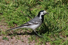 Motacilla alba