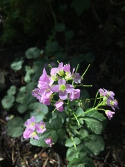 Cardamine raphanifolia