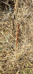 Anacamptis sancta