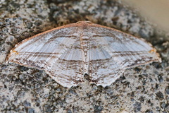 Morphomima fulvitacta