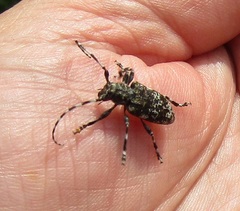 Aegomorphus obscurior