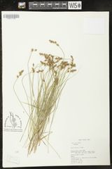 Carex sterilis