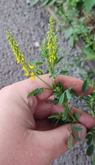 Melilotus officinalis