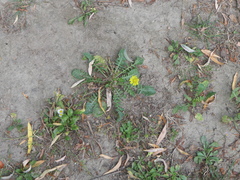 Crepis bursifolia
