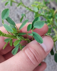 Melilotus officinalis