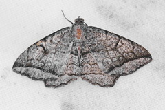 Macaria cardinea