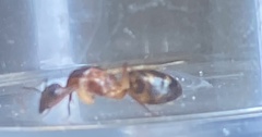 Camponotus inaequalis