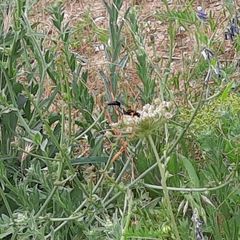 Sceliphron caementarium