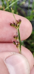 Juncus compressus