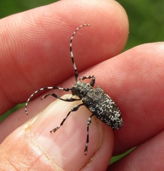 Aegomorphus obscurior