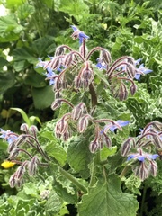 Borago officinalis
