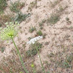 Sceliphron caementarium