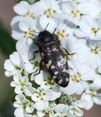 Acmaeodera idahoensis