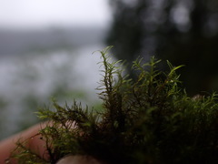 Distichium capillaceum