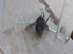 Bombus rupestris